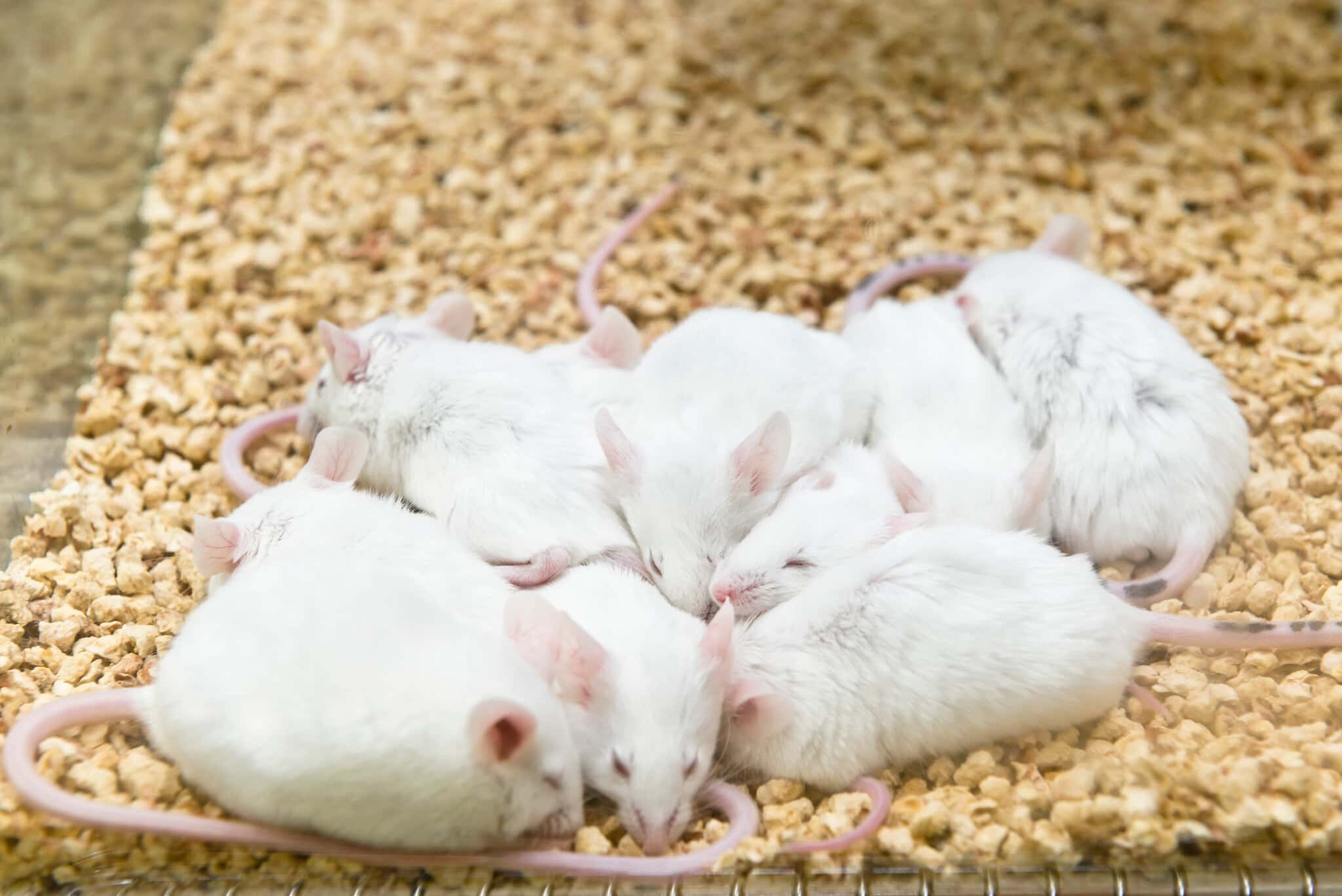 Breakthrough Ultrasound Technique Induces HibernationLike State in