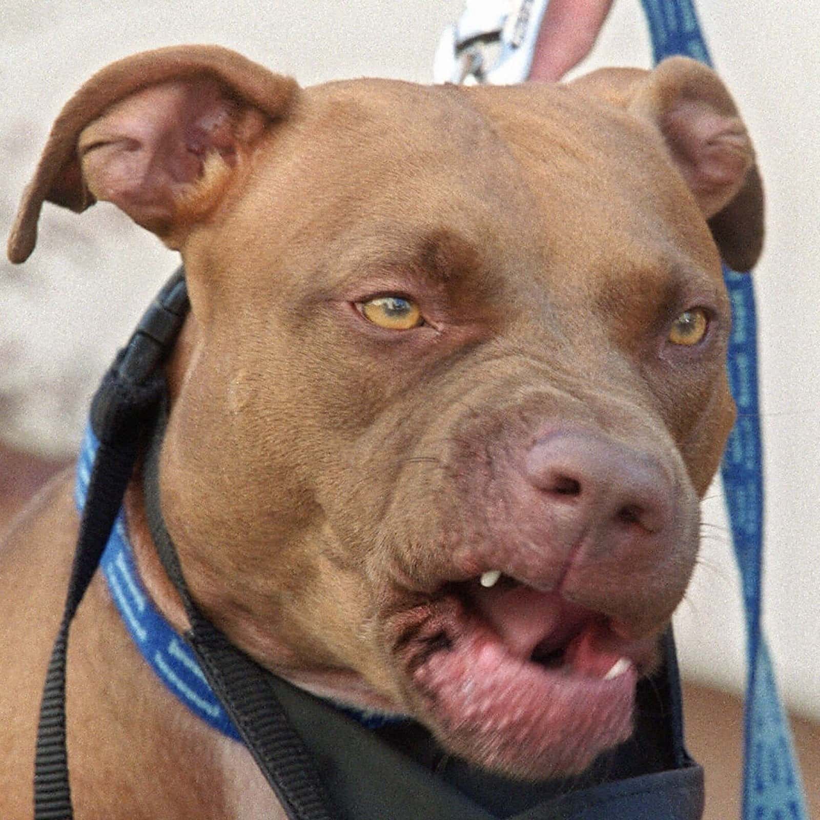 The Dog Owner Of The Pit Bull Killed During A Dog Owners Fight Said The